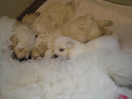 Dorly štěňátka B 25. den